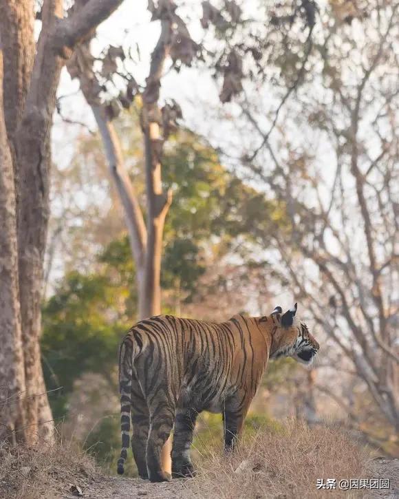 虎王拉贾孩子,虎王拉贾儿子怎么死的