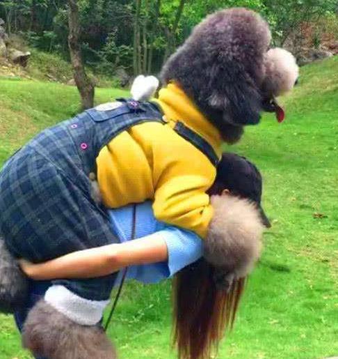 巨型贵宾犬好养吗,巨型贵宾犬多少钱一只灰色的卷毛