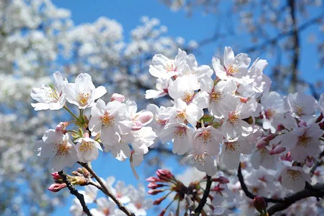 等疫情结束后，听说有很多中国人要去“报复”日本了…