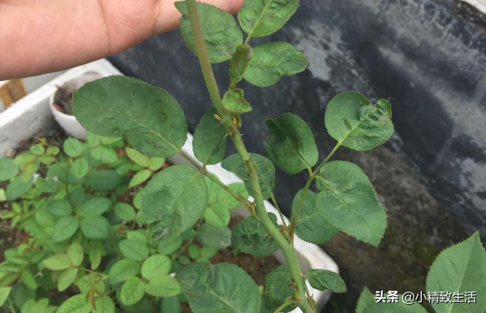月季花是“药罐子”，常见10种病虫害，预防第一，救治第二