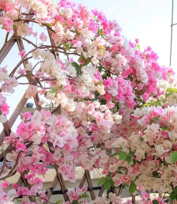 今年三角梅最火的品种,三角梅的品种图片及名称