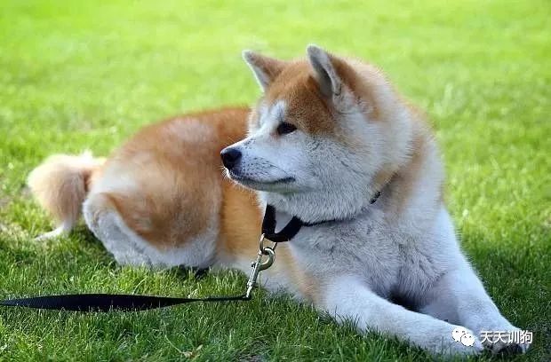 三种方法确定狗狗的最佳配种时间