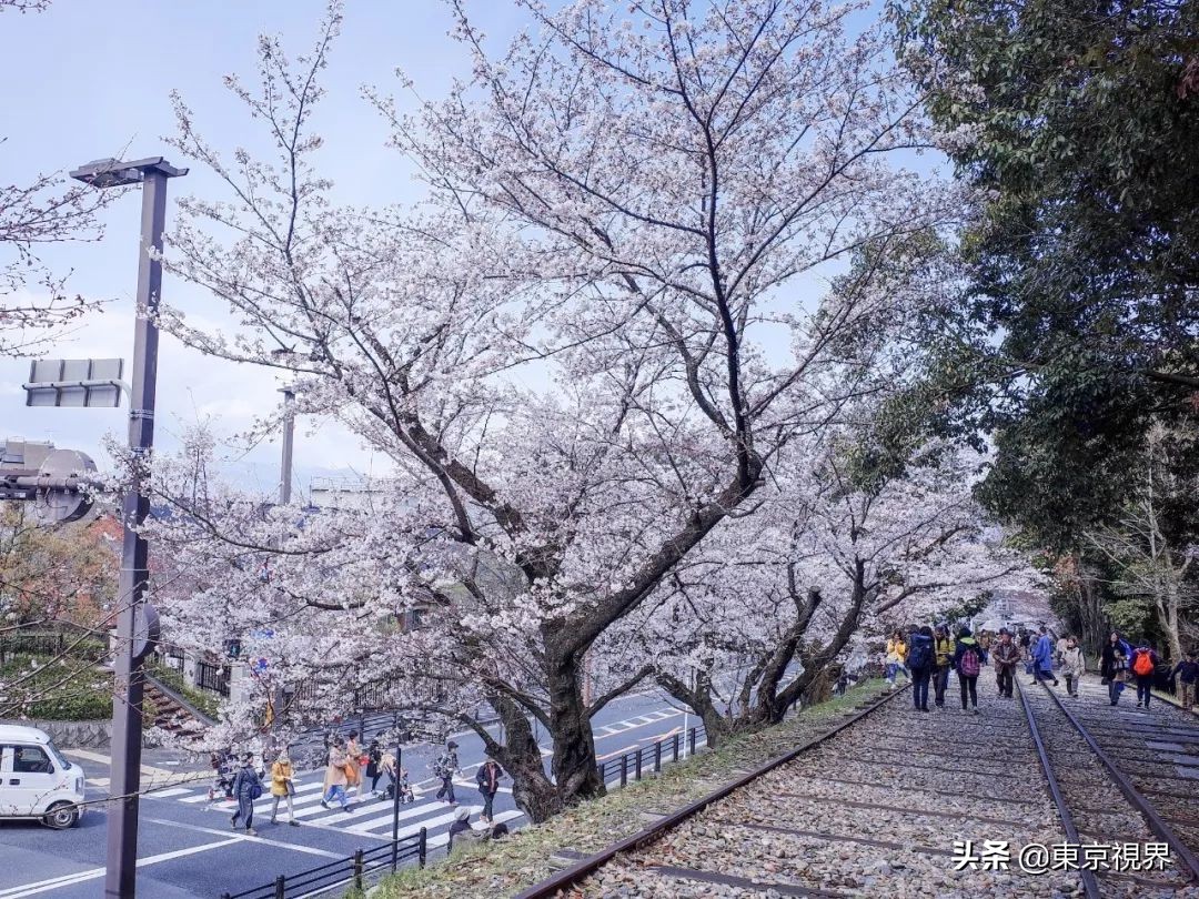 我在京都,攒下一整个春日的绝美樱色送给你。