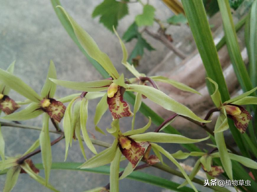 种植兰花松树皮和植金石的比例,植金石松树皮养兰花多久浇水