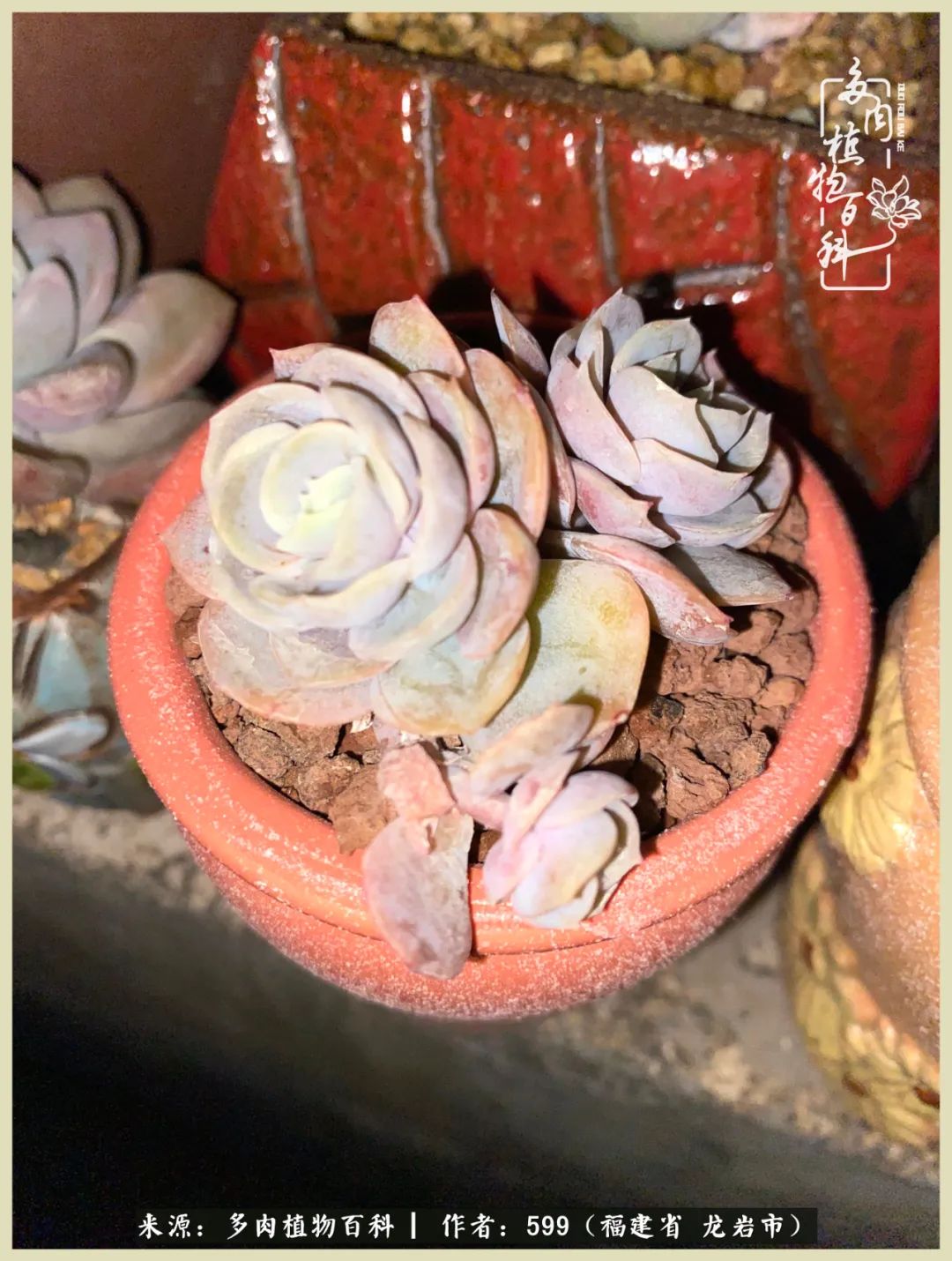 生活需要努力也需要花草,所有的热爱都需要不遗余力图片