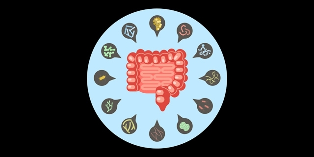 《细胞》亮点:肠道菌群产物丙酸,或能治疗自身免疫病