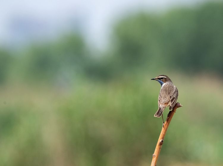 情人岛拍摄地点,情人岛航拍视频