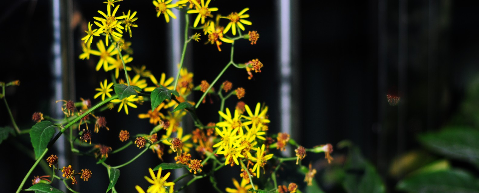 新手入门单反相机推荐10000元左右,摄影小白相机推荐4000价位微单