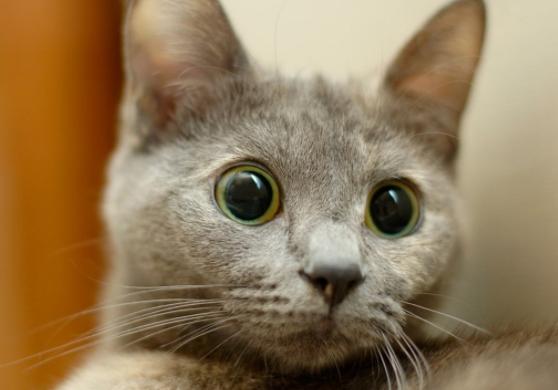 深度解密史上最大金融*局骗**，真实版华尔街之狼，主角原来是个华裔