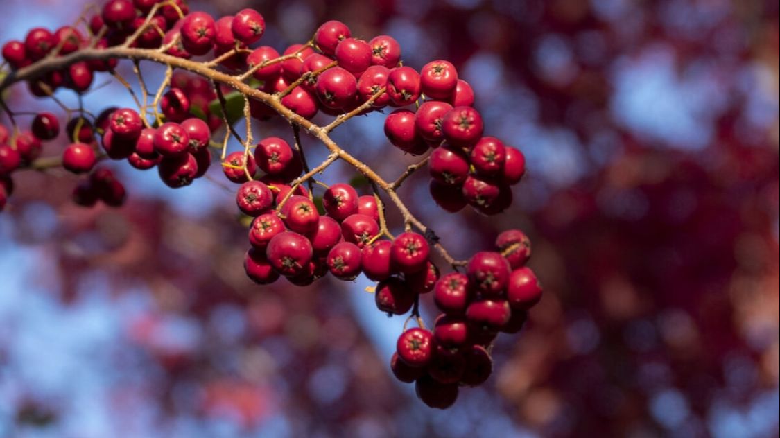 摘抄一首描写山水田园风光的诗,描写田园风光的四句诗词