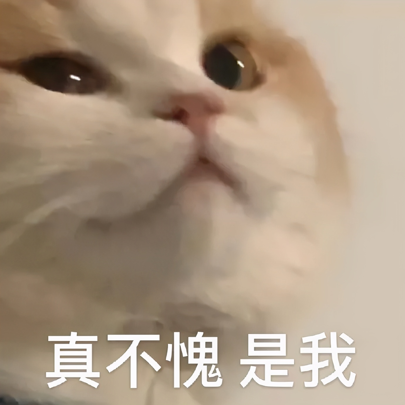 咸鱼之王内推,闲鱼的内推