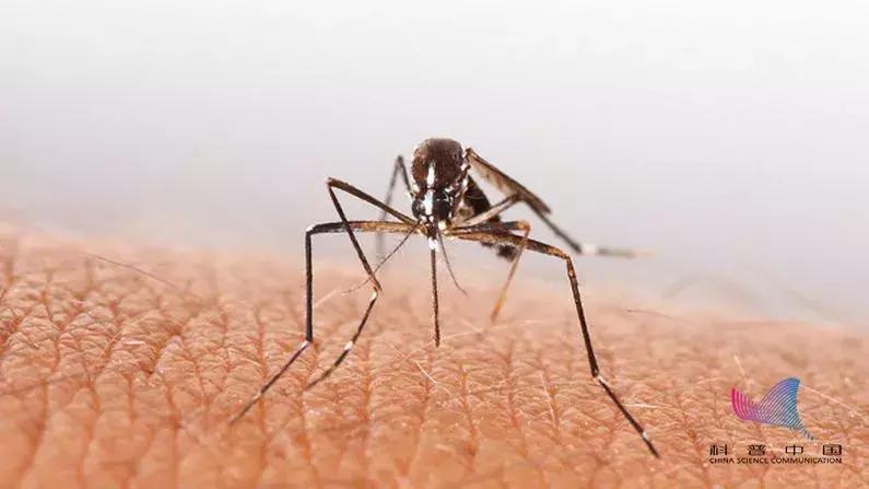 爱吃甜食比较招蚊子,为什么甜食吃多了会招蚊子