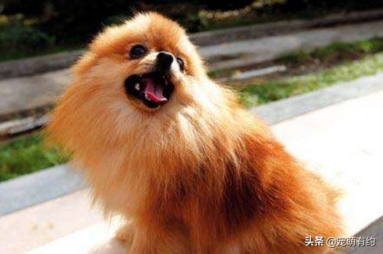 田园犬和博美柯基,柯基幼犬和博美幼犬怎么选