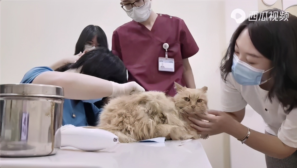 故宫宫猫的历史,故宫宫猫历史