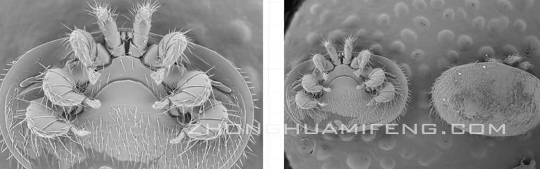 蜜蜂常见病虫害及防治措施,蜜蜂常见的几种病怎样治疗
