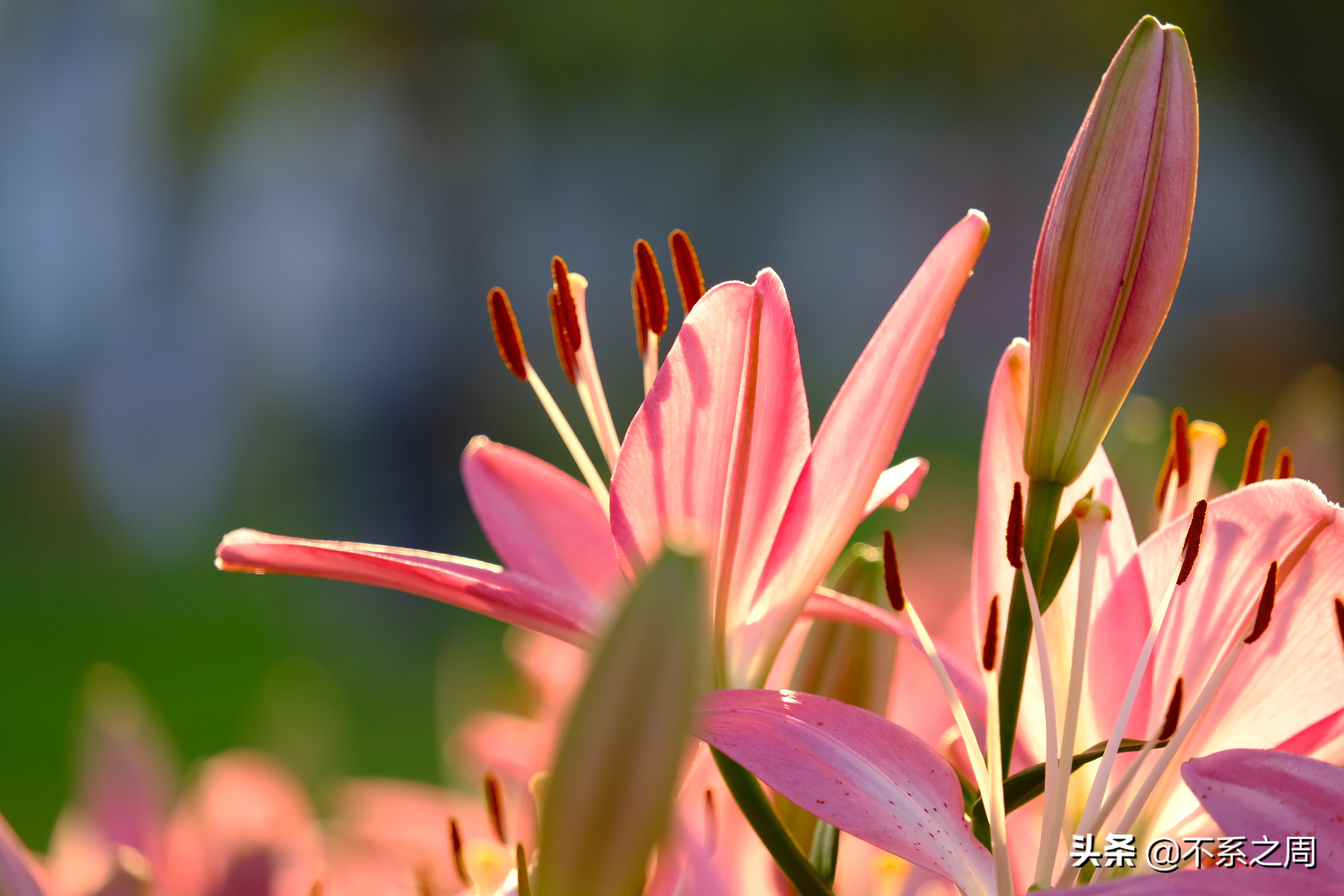 无锡梅园百合花节,无锡梅园中秋游园会