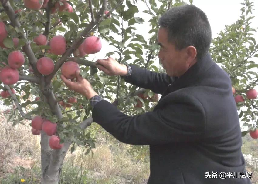 又香又脆又甜的苹果,好吃的苹果又脆又甜青苹果