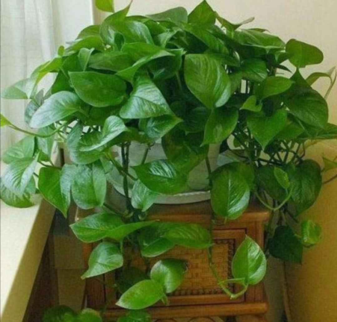 绿萝喜阴怎么养,绿萝的三大功效