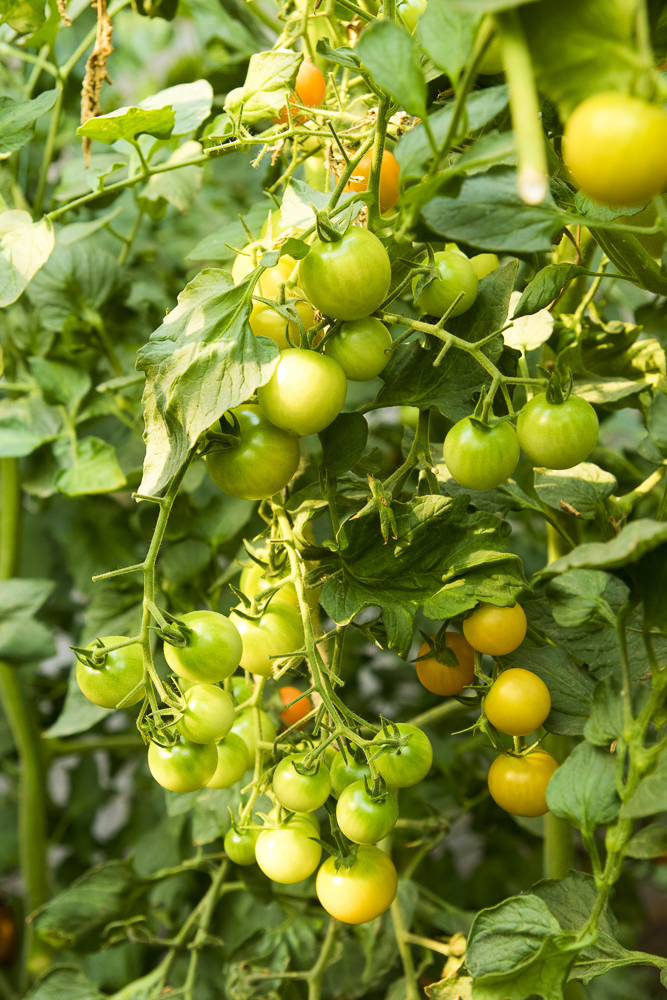 #毕业旅行啦#石家庄慧灯庄园，夏日里寓教于乐爽歪歪