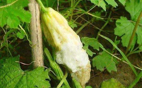 青霉病属于灰霉病还是软腐病,蔬菜霜霉灰霉病克星