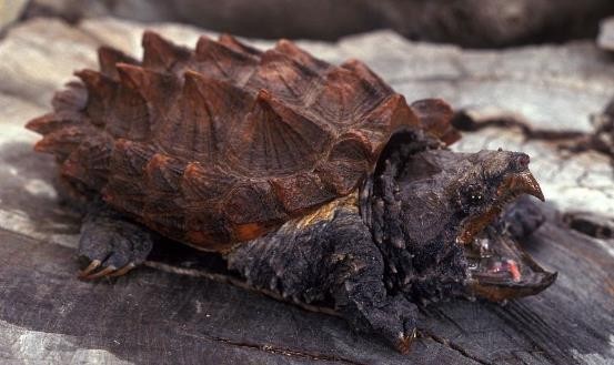 龟类的进化过程图片,龟鳖目动物外形特征