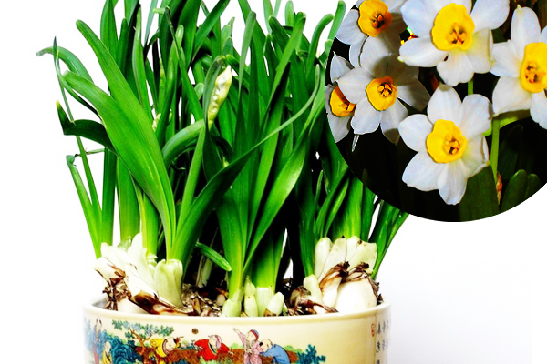 中国十大传统名花的植物文化,简述我国十大传统名花及其花文化