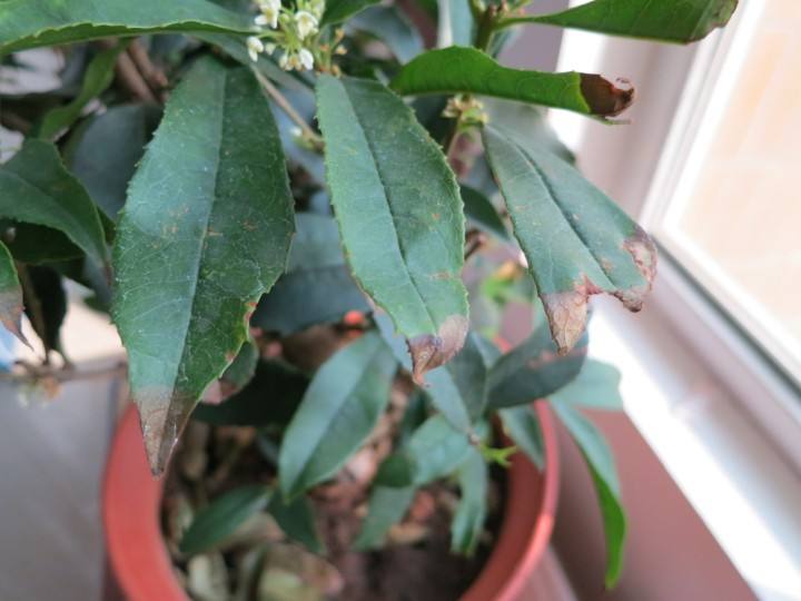 盆栽桂花怎么挽救,盆栽桂花落叶怎么补救视频