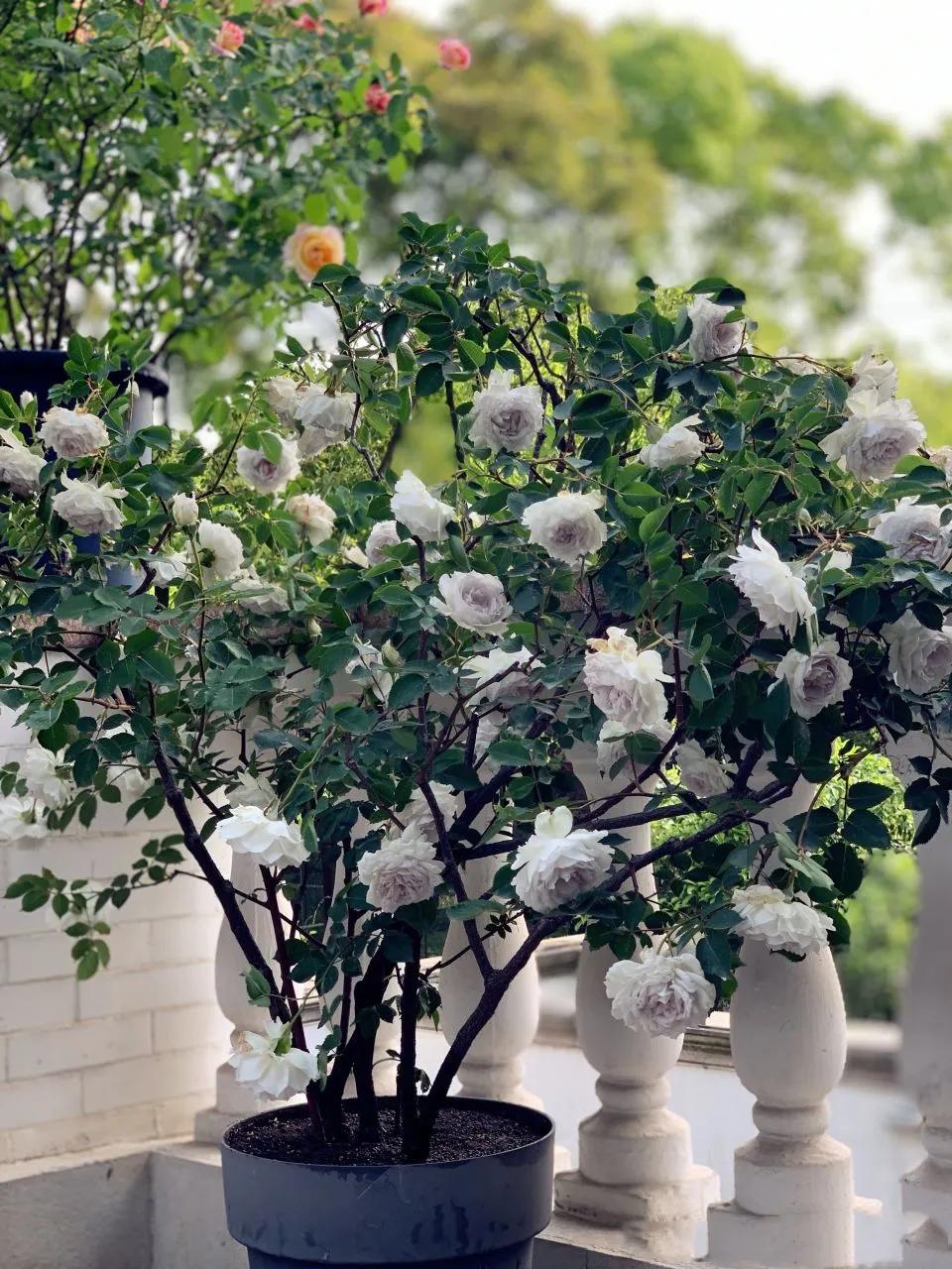 月季路西法和加百列哪个好,月季栽培心得