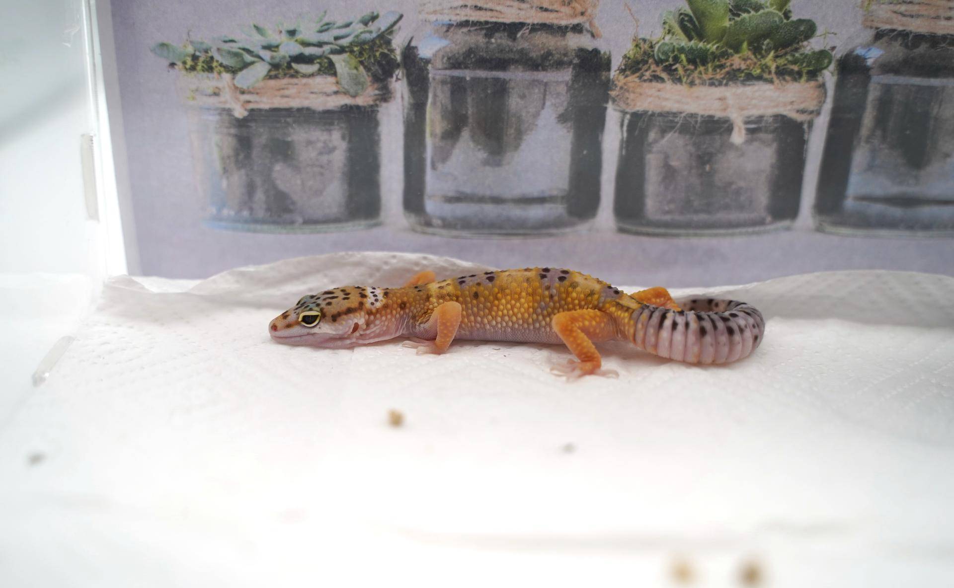 新手如何饲养一只豹纹守宫知乎,如何养好一只豹纹守宫