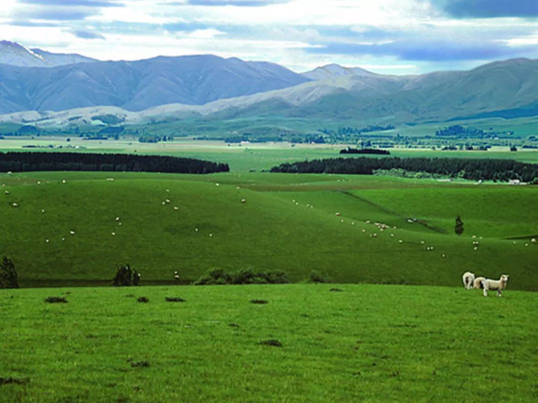 伊利新西兰牛奶,伊利未来牛奶谷基地