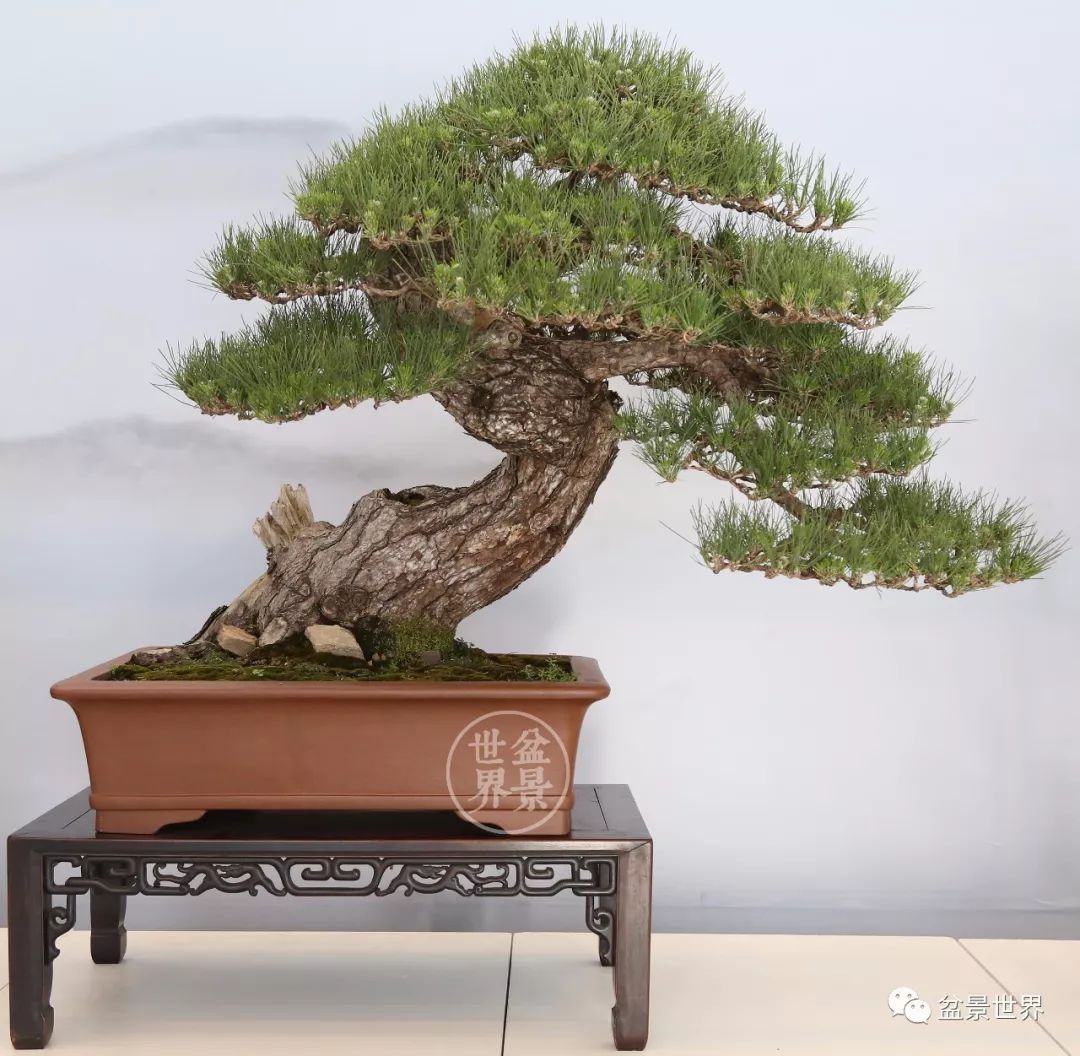 不可多得的黑松盆景素材,富贵大气的盆景有哪些
