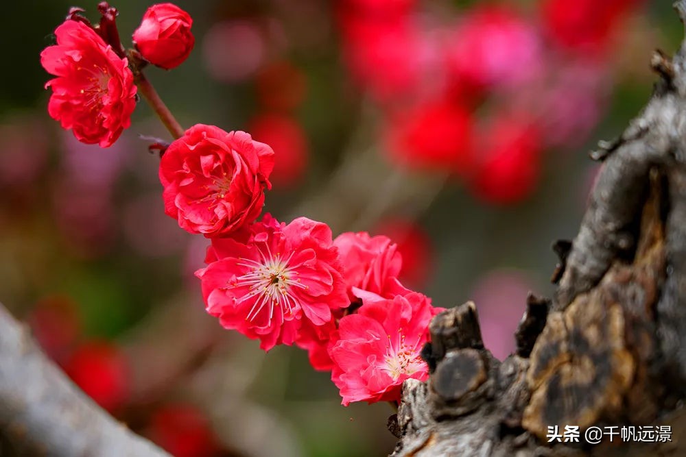 阳春四月春意盎然,阳春四月艳阳照