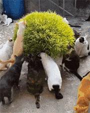 猝不及防一字马搞笑动图,搞笑gif倒立外加一字马