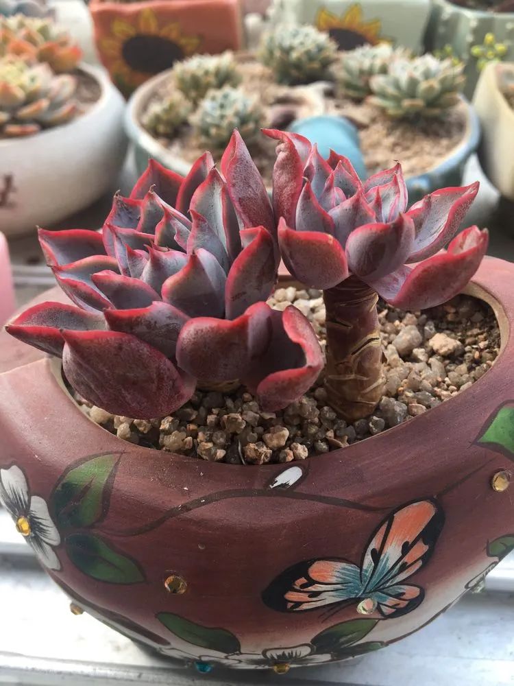 五颜六色的透明多肉,颜色超好看的多肉