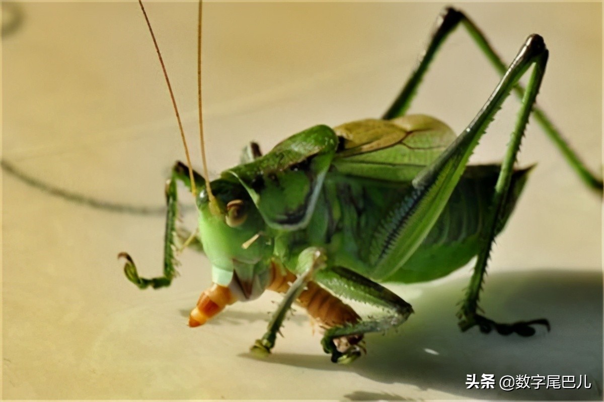 竹鼠养殖前景好脱贫致富信心足,竹鼠养殖创业致富经验介绍