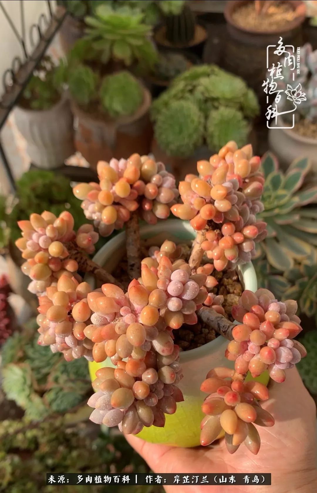 寒冷的冬季唯有多肉,冬日里的多肉宛如雪莲花