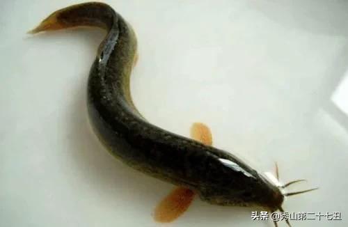吃泥鳅需要去内脏吗,吃泥鳅需要剔除刺吗