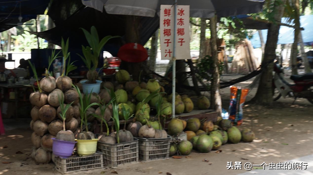 海口东郊椰林,东郊椰林的椰风摇曳