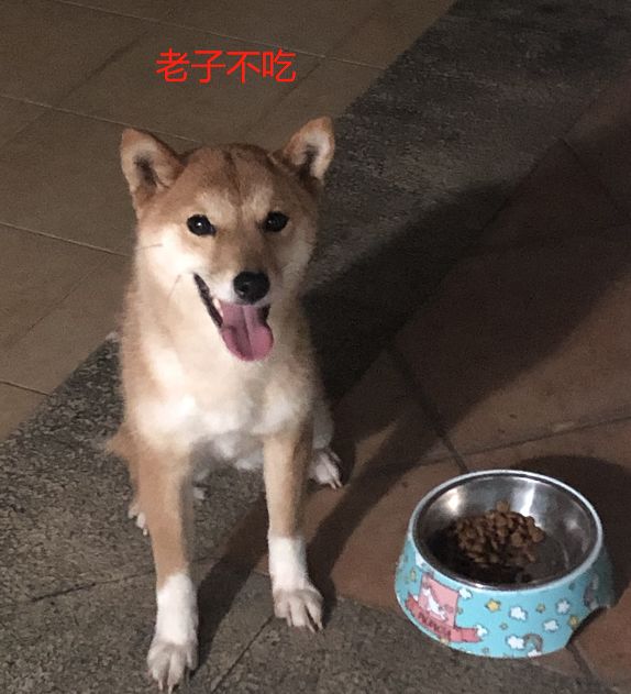 天猫超市的狗粮是正品吗,天猫超市卖的狗粮是正品吗