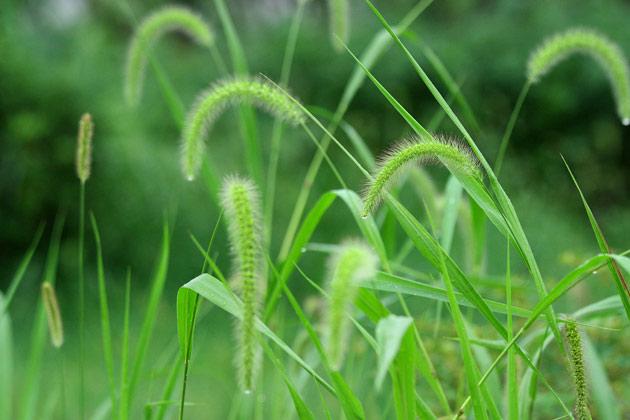 花语大全100种花的花语,100种象征着爱情的花的花语