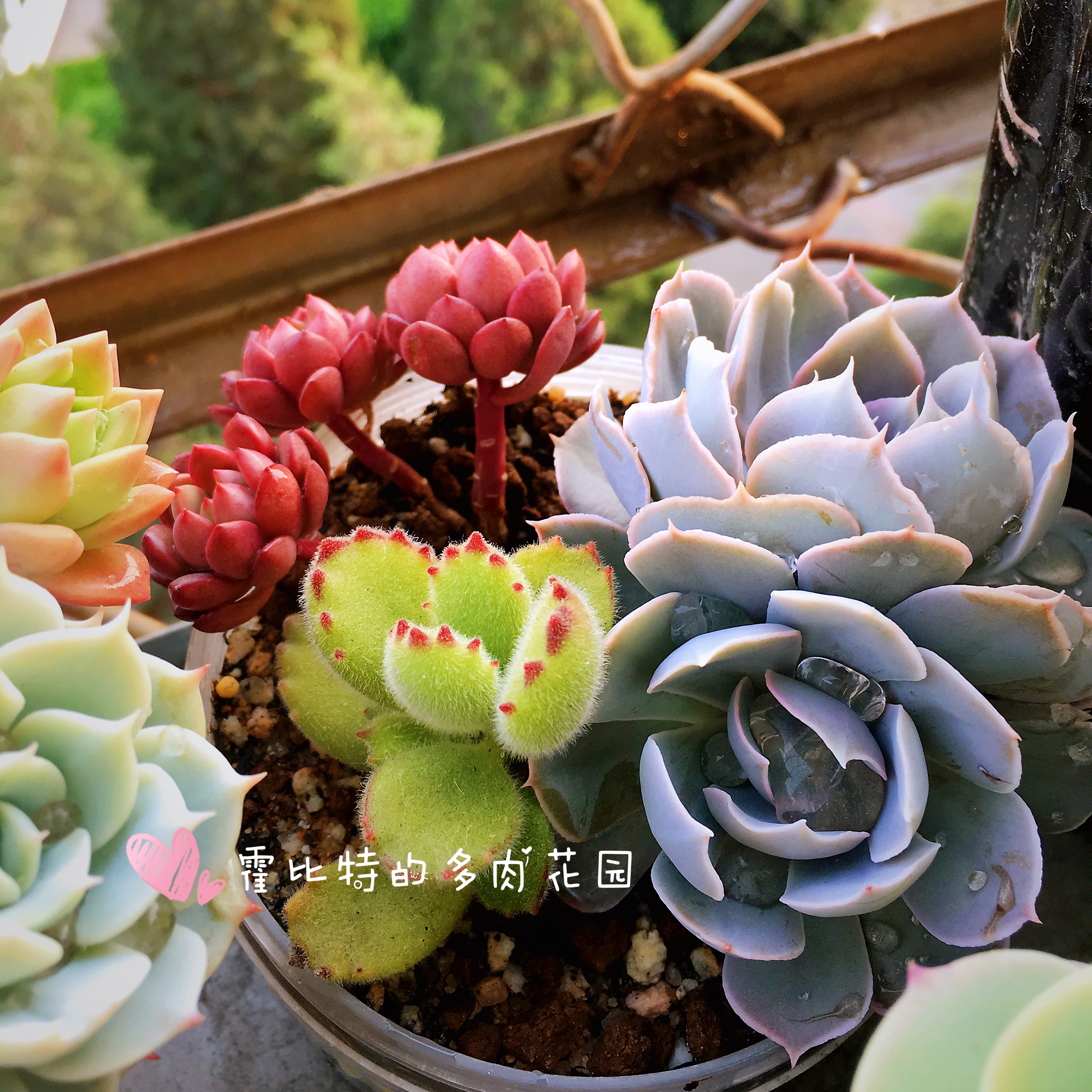 买多肉买花盆,买多肉植物品种靠谱吗