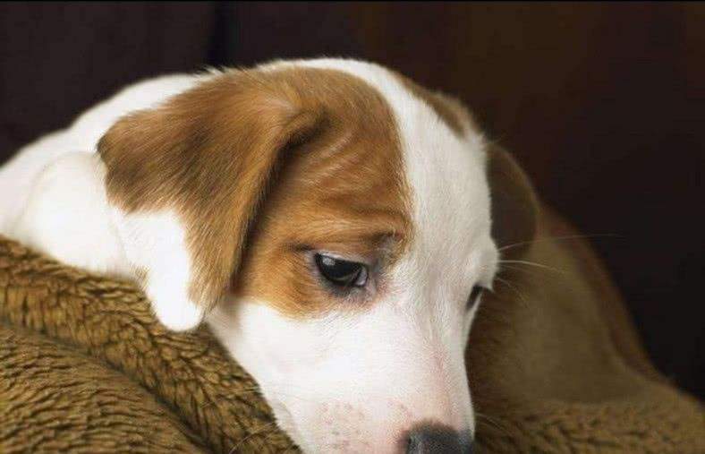 狗狗能够理解死亡吗,狗狗死亡意味着什么