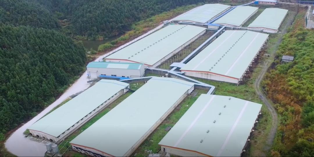 现在养合同猪还能挣到钱吗,养合同猪的模式