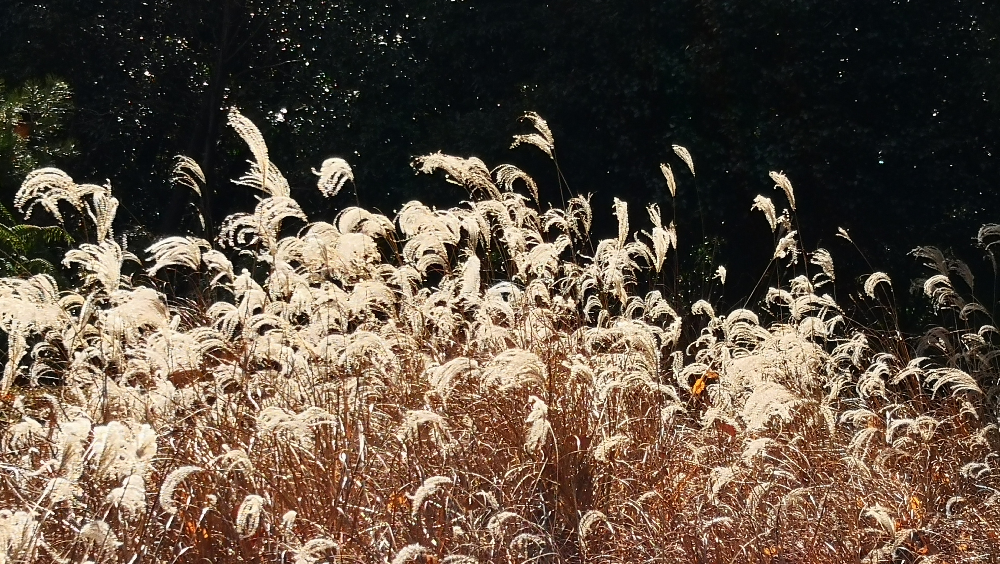 书写山圆教寺景点,书写山圆教寺攻略