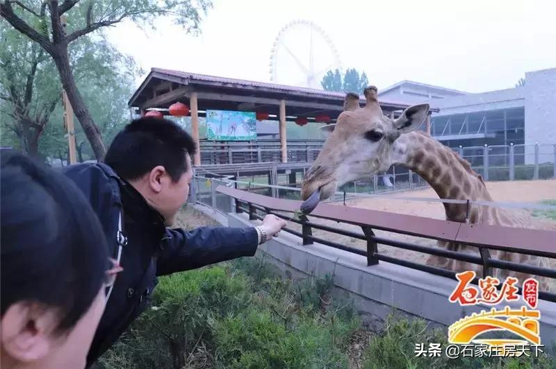 石家庄最浪漫约会圣地,七夕情侣约会的地方石家庄
