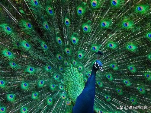 孔雀的真实秘密,孔雀有哪些独特之处