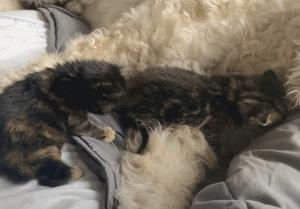 流浪猫猫赖到门口不走,流浪猫在我家门口赖着不走了