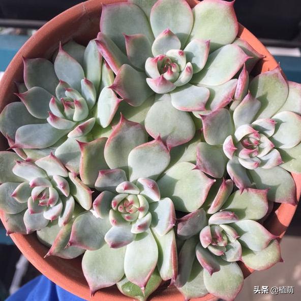 吉娃娃怎么上色,吉娃娃黑白的好还是黑黄的好