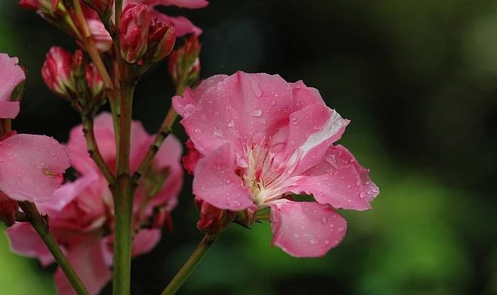 25种常见有毒的花草树木,警惕50种有毒植物