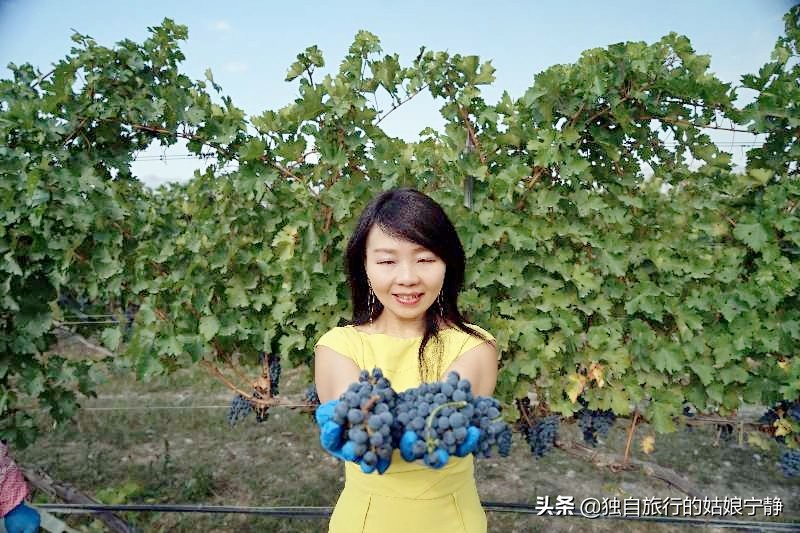 宁夏贺兰山东麓葡萄酒酒庄排名,宁夏十大顶级葡萄酒